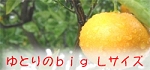 ��Ȥ�Υӥå�L������
