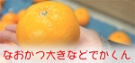 �ʤ������礭�ʤɤǤ�����