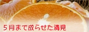 5��ޤ����餻�����������